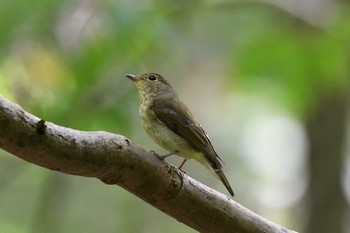 Narcissus Flycatcher Tomakomai Experimental Forest Sun, 9/1/2019