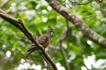 Oriental Turtle Dove Tomakomai Experimental Forest Sun, 9/1/2019