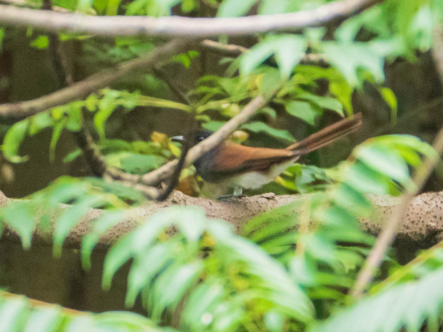 サンコウチョウ