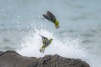 アオバト 照ヶ崎海岸 2019年8月31日(土)