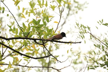 2019年9月1日(日) 大阪城公園の野鳥観察記録