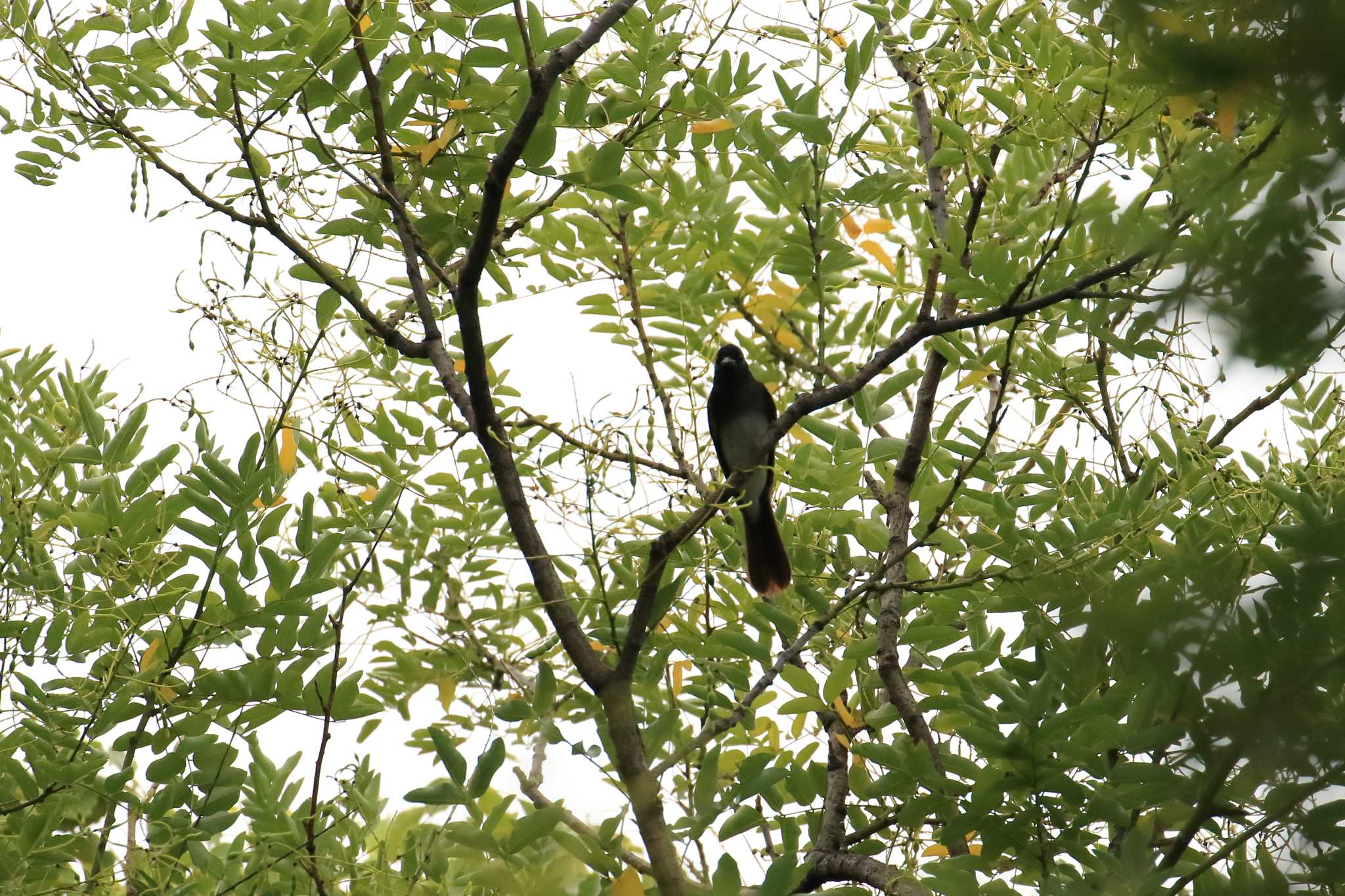 大阪城公園 サンコウチョウの写真 by 明石のおやじ