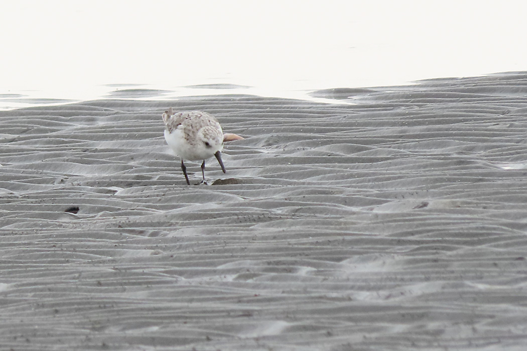 ふなばし三番瀬海浜公園 ミユビシギの写真 by ぴくるす