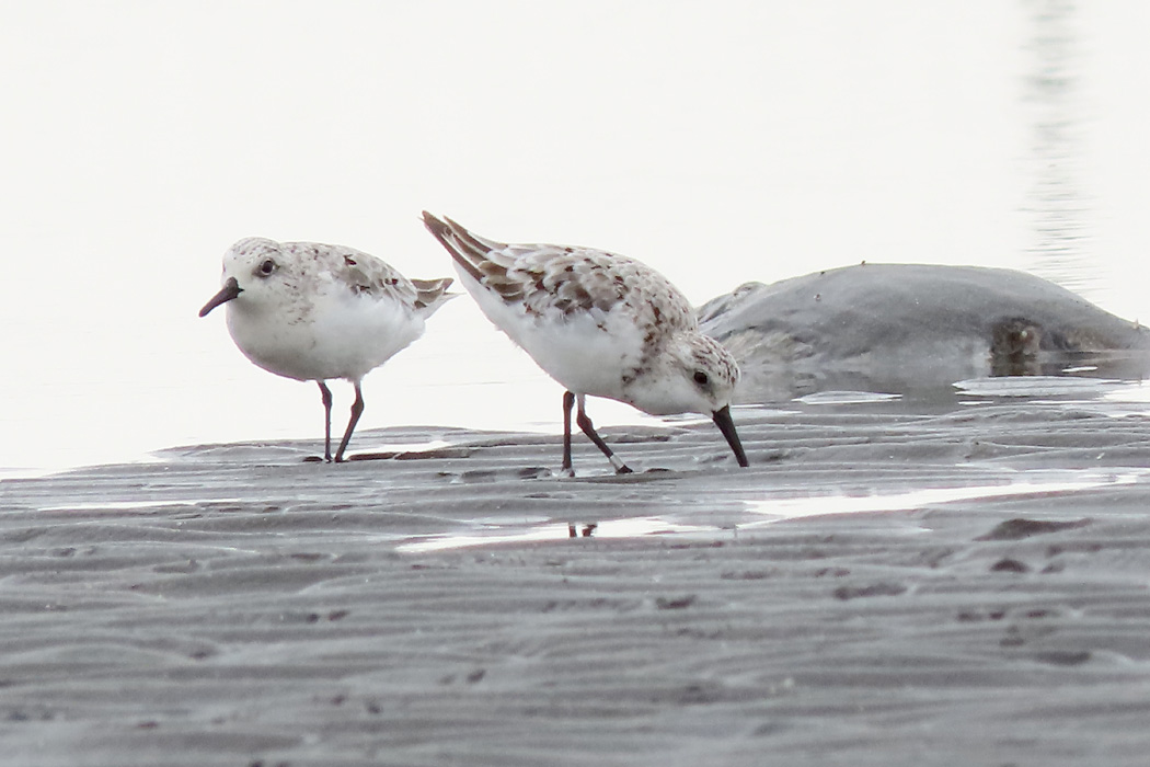 ふなばし三番瀬海浜公園 ミユビシギの写真 by ぴくるす