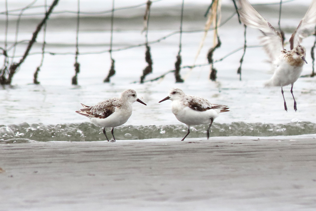 ふなばし三番瀬海浜公園 ミユビシギの写真 by ぴくるす