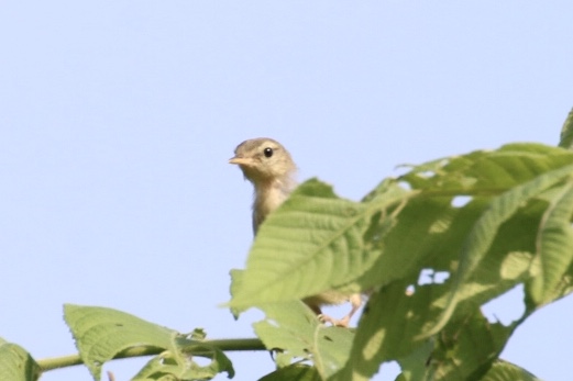 この野鳥の種類を教えてください！ 鶯のようなオオヨシキリのような、君は誰 by hide084