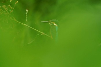 カワセミ 野川 2019年7月25日(木)