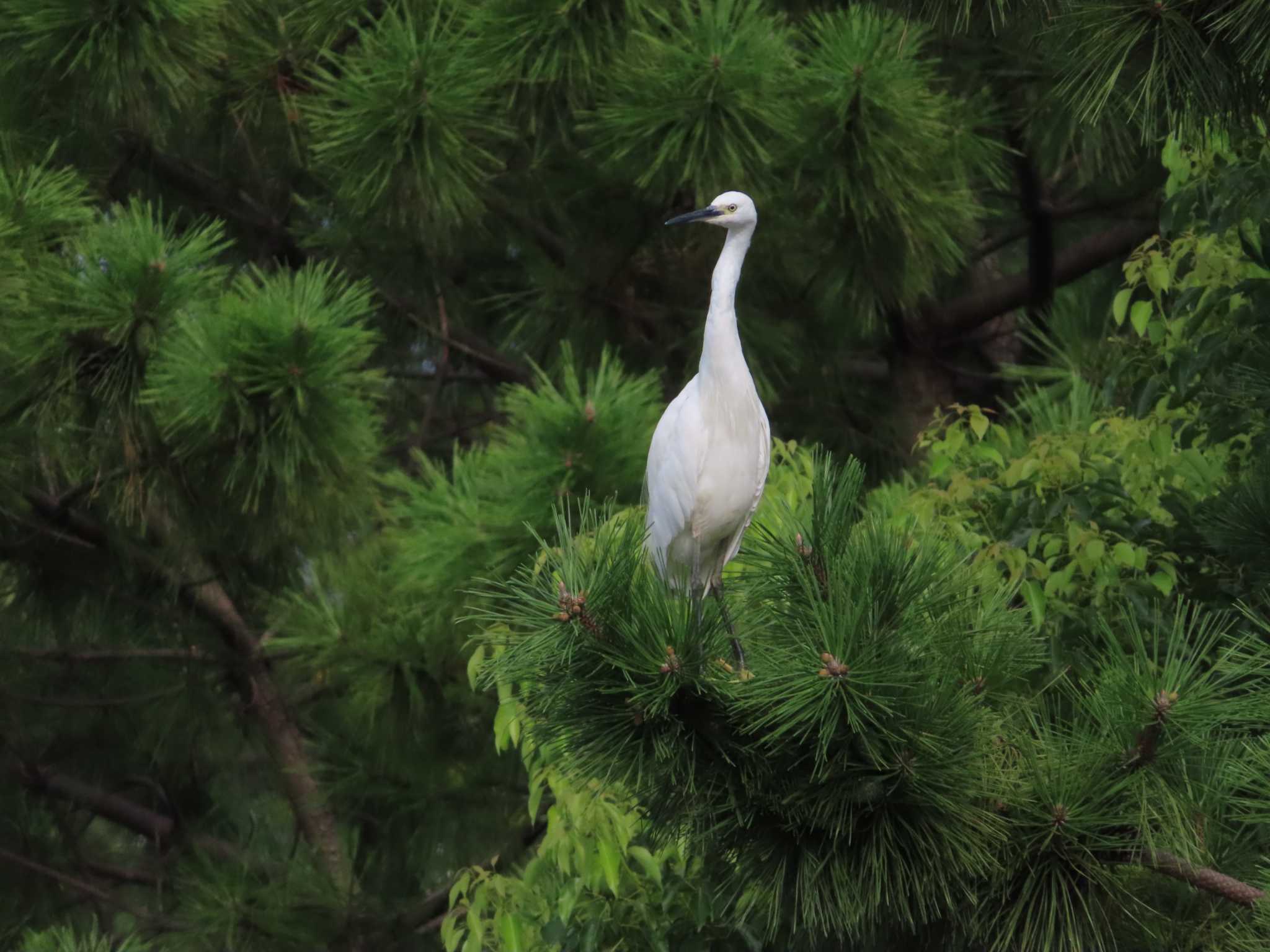 大池親水公園 コサギの写真 by kou