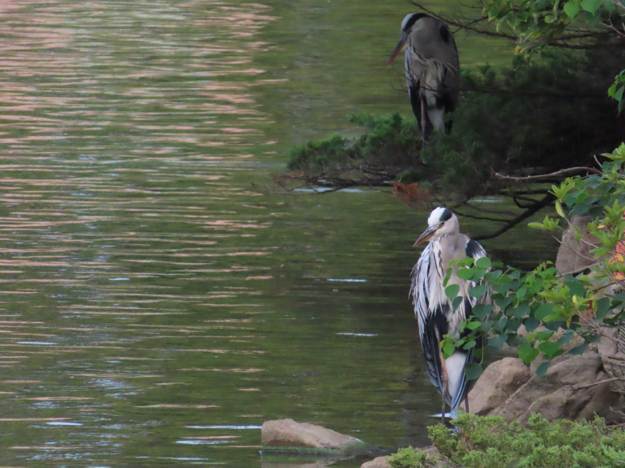 Grey Heron