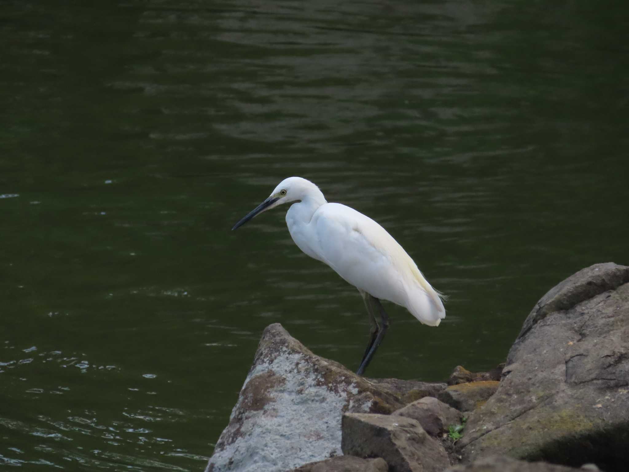 大池親水公園 コサギの写真 by kou