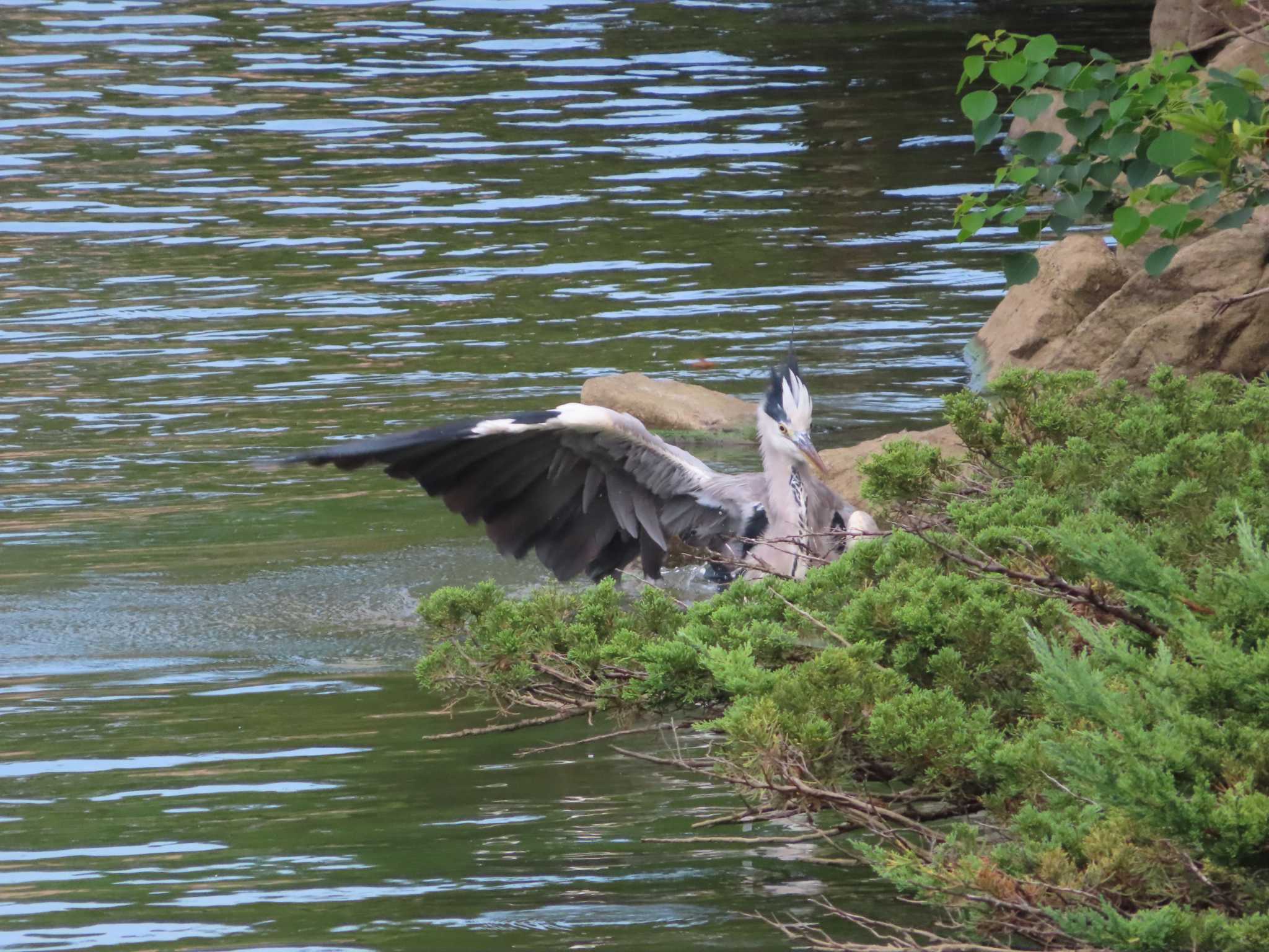 アオサギ