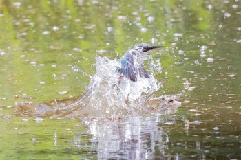 カワセミ 葛西臨海公園 2019年8月25日(日)