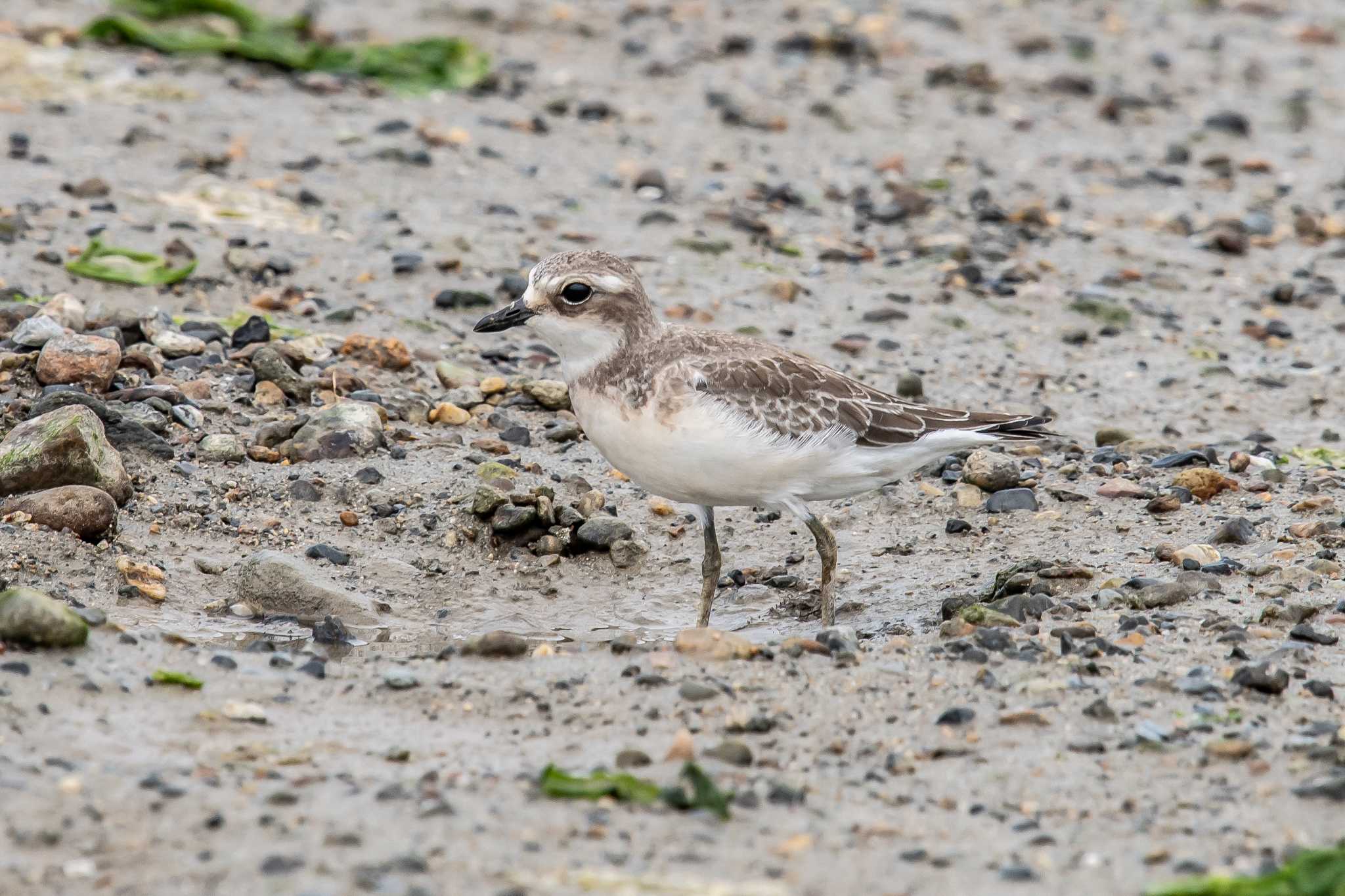 Photo of Siberian Sand Plover at 加古川河口 by ときのたまお