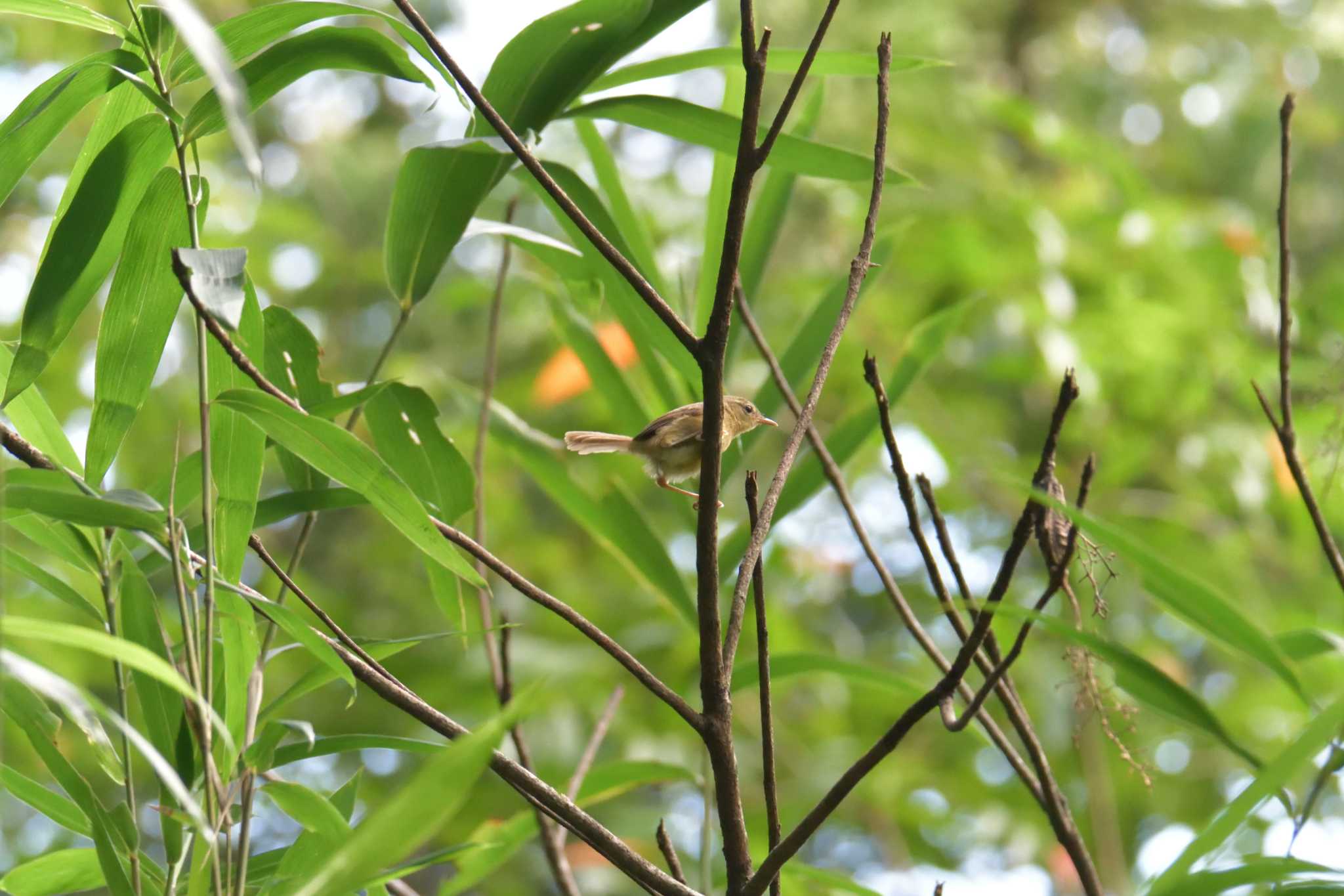 滋賀県甲賀市甲南町創造の森 ウグイスの写真 by masatsubo