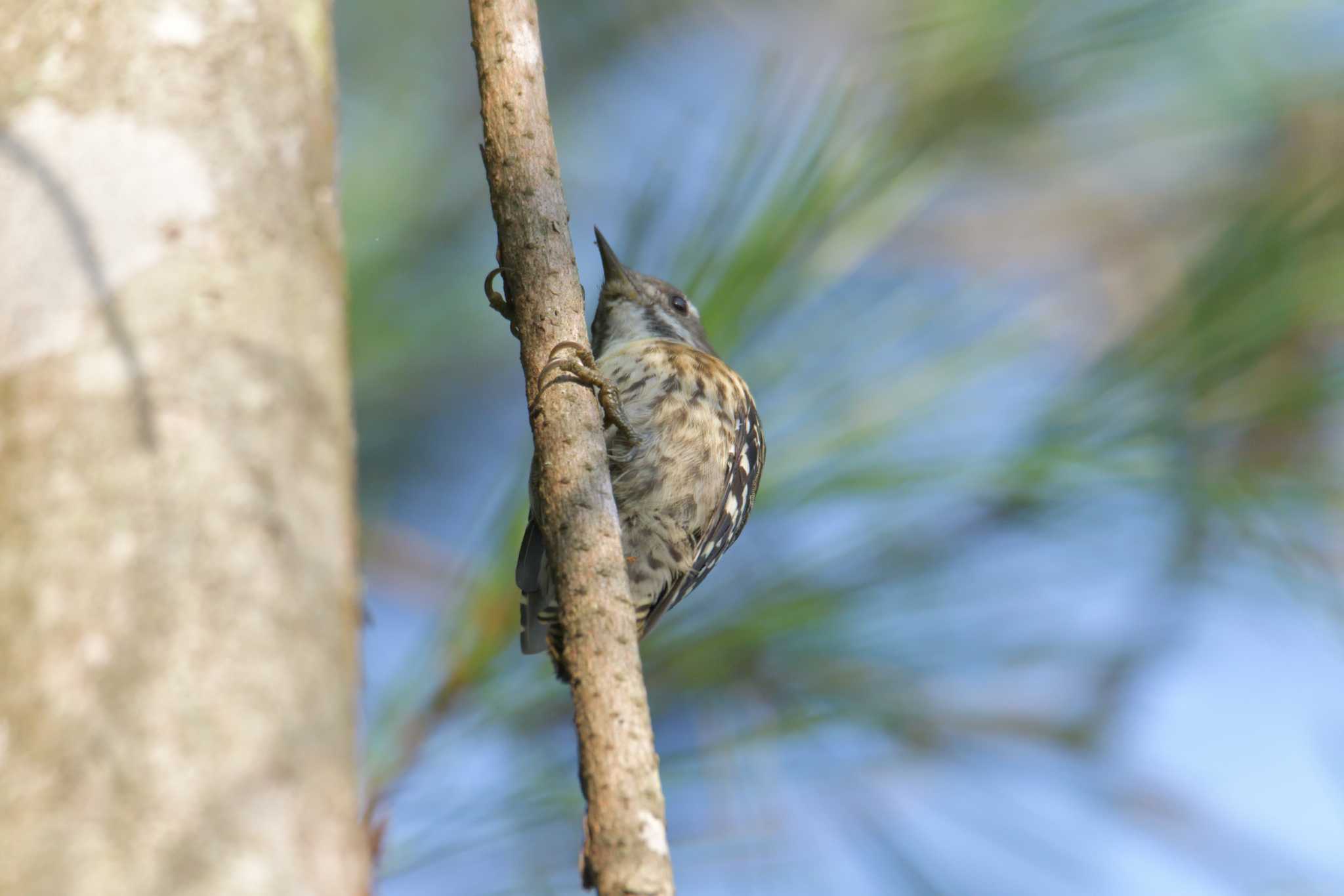 滋賀県甲賀市甲南町創造の森 コゲラの写真 by masatsubo