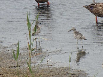 オバシギ 大阪南港野鳥園 2019年8月30日(金)