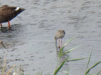 Common Redshank Osaka Nanko Bird Sanctuary Fri, 8/30/2019