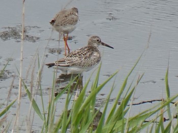 オバシギ 大阪南港野鳥園 2019年8月30日(金)