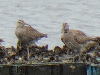 チュウシャクシギ 大阪南港野鳥園 2019年8月30日(金)