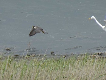 ハヤブサ 大阪南港野鳥園 2019年8月30日(金)