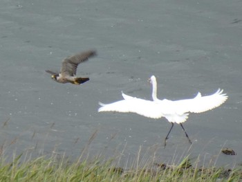 ハヤブサ 大阪南港野鳥園 2019年8月30日(金)