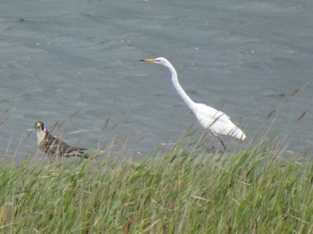 チュウサギ 大阪南港野鳥園 2019年8月30日(金)