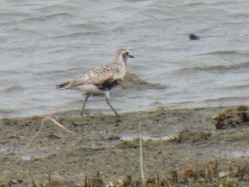 ダイゼン 大阪南港野鳥園 2019年8月30日(金)