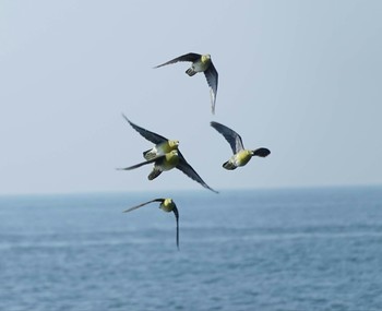 アオバト 大磯照ヶ崎海岸 2019年9月2日(月)