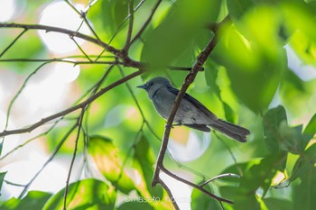 Pale-blue Monarch Tangkoko NR(Indonesia Sulawesi Island) Tue, 8/13/2019