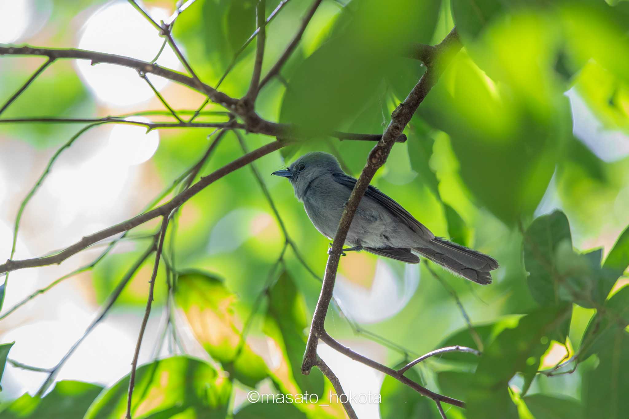 Pale-blue Monarch