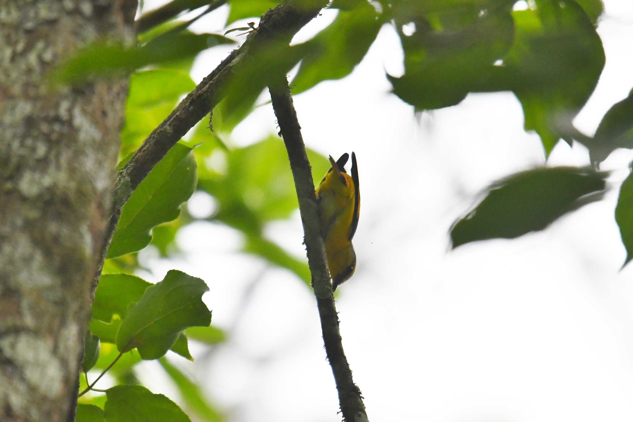 Photo of Scarlet Minivet at Kaeng Krachan National Park by あひる