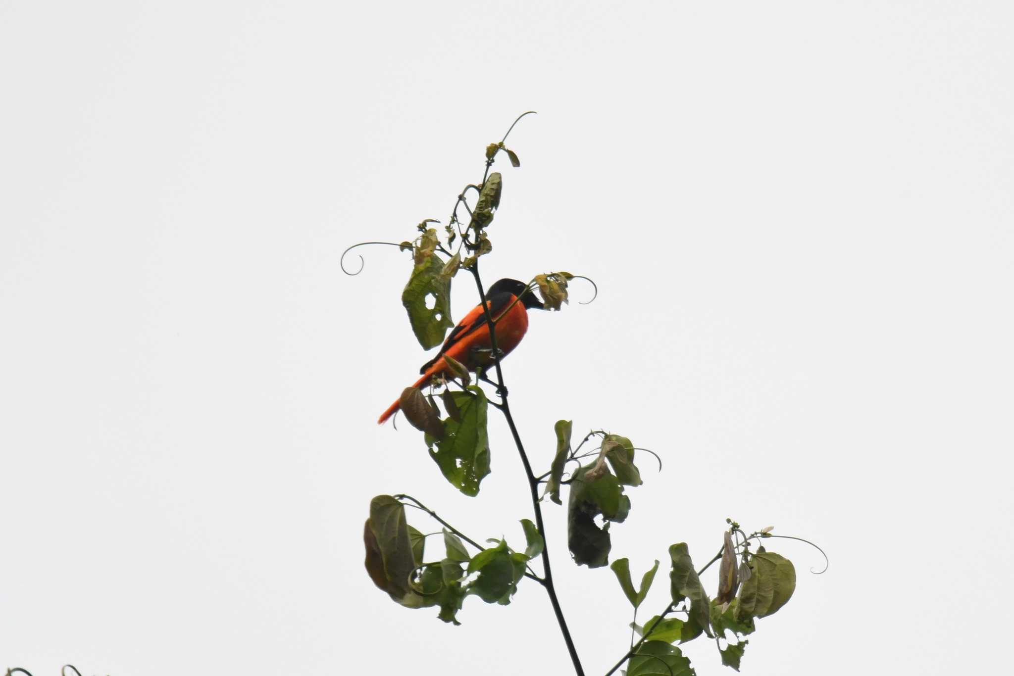 Photo of Scarlet Minivet at Kaeng Krachan National Park by あひる