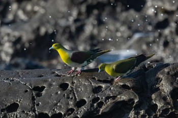 アオバト 照ヶ崎海岸 2019年9月1日(日)