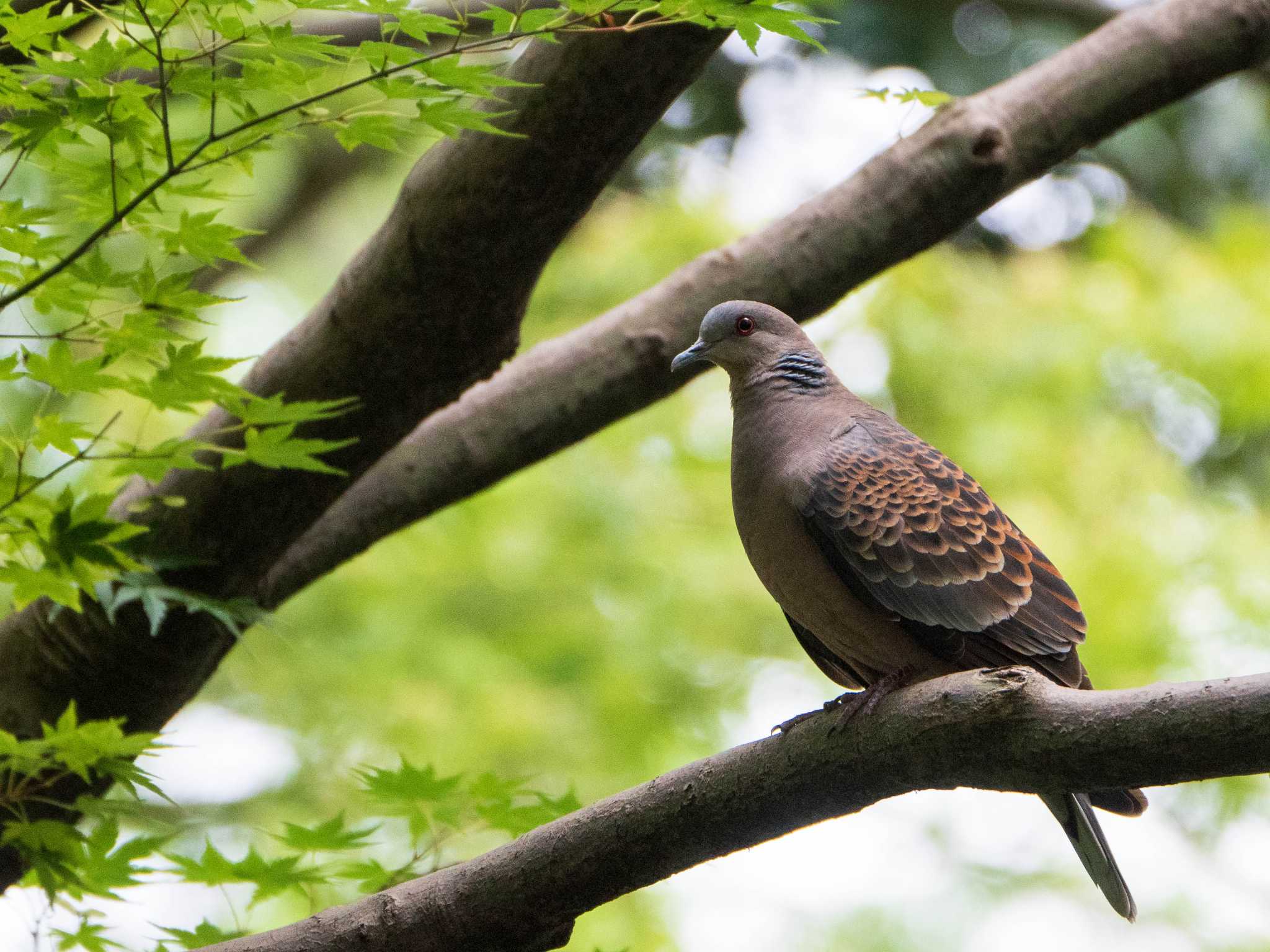 六義園 キジバトの写真 by ryokawameister