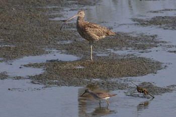 ホウロクシギ 大阪府大阪市 2019年8月25日(日)