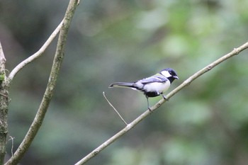 Japanese Tit ゆめさきの森公園 Sun, 5/20/2018