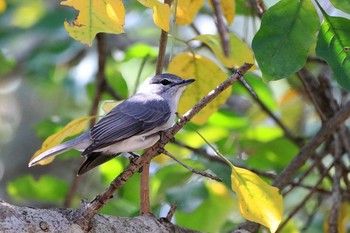 Ashy Flycatcher