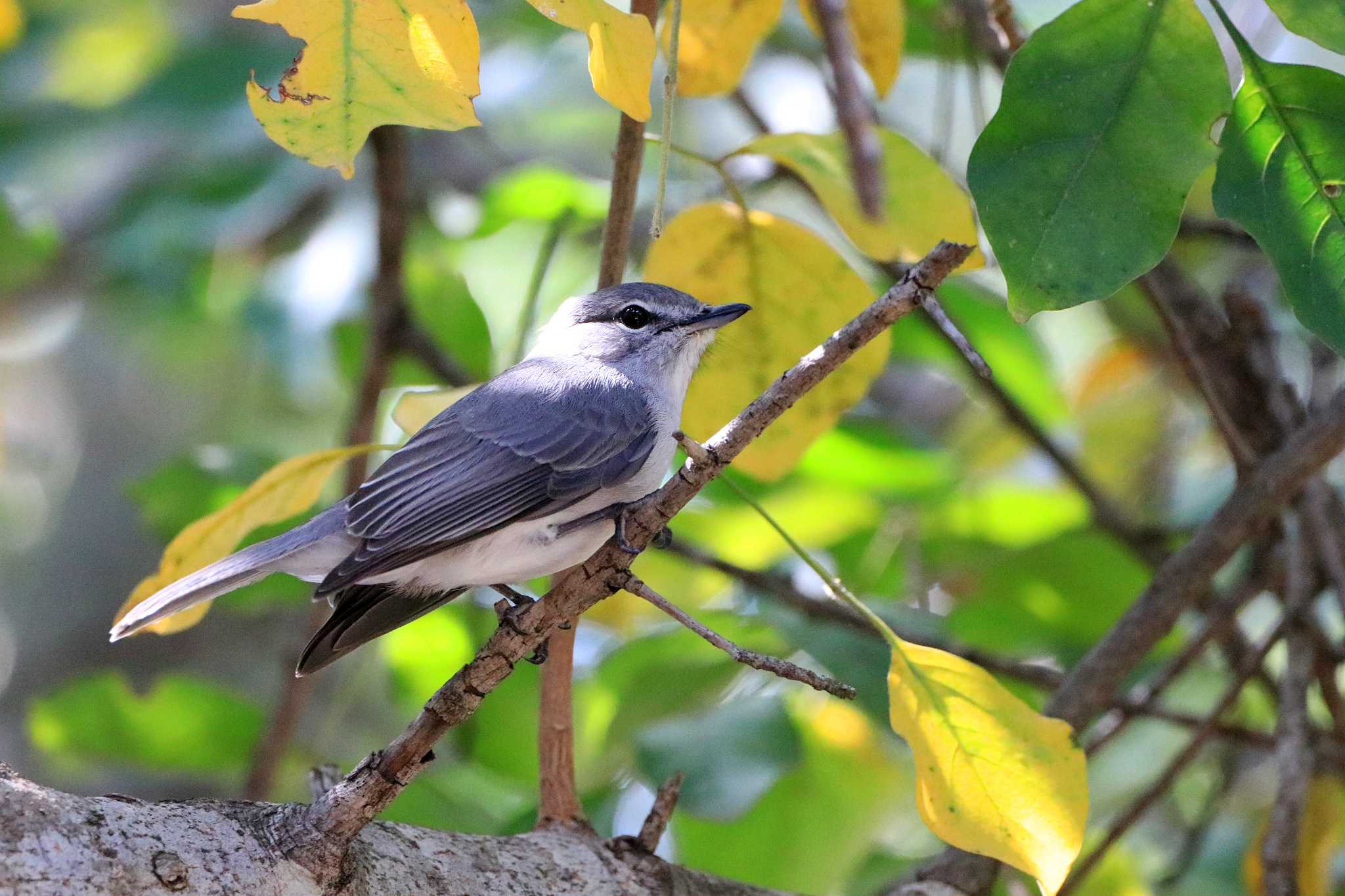 Photo of Ashy Flycatcher at Kapama Private Game Reserve (South Africa) by とみやん