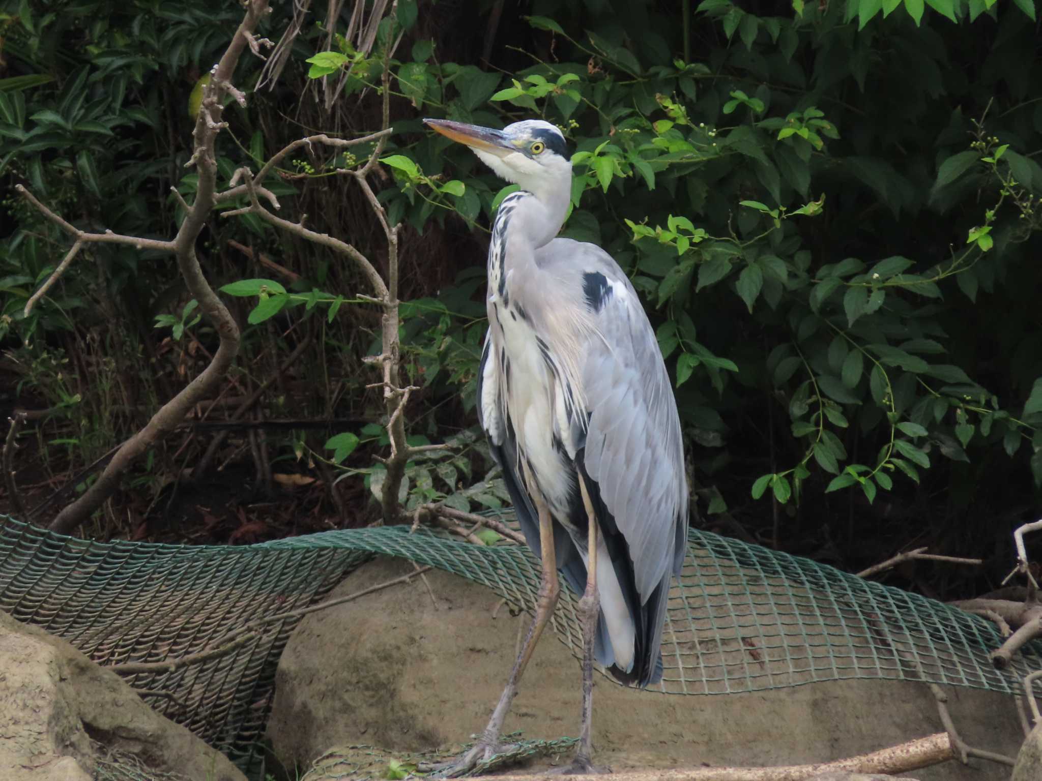 Grey Heron