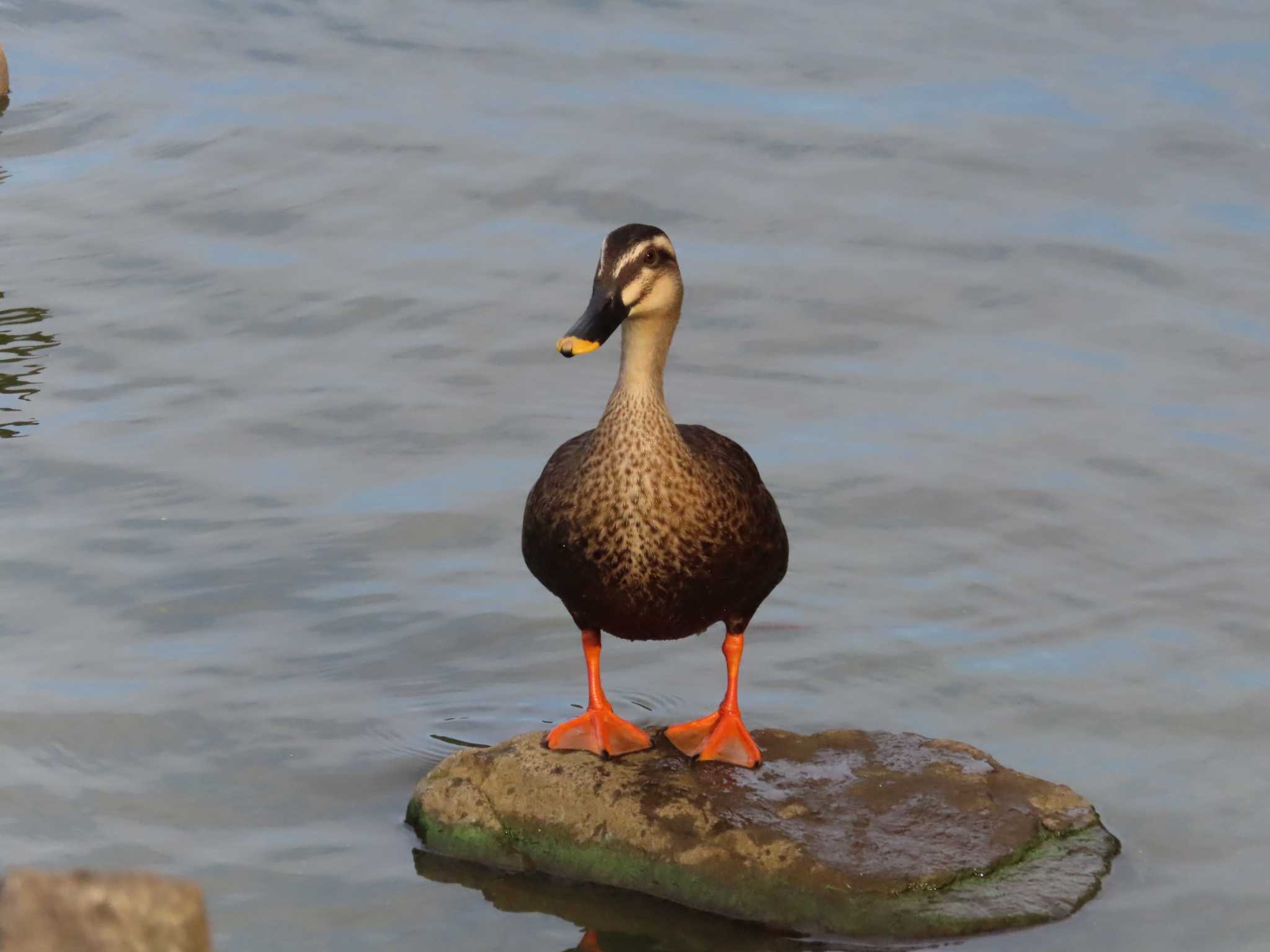 Eastern Spot-billed Duck