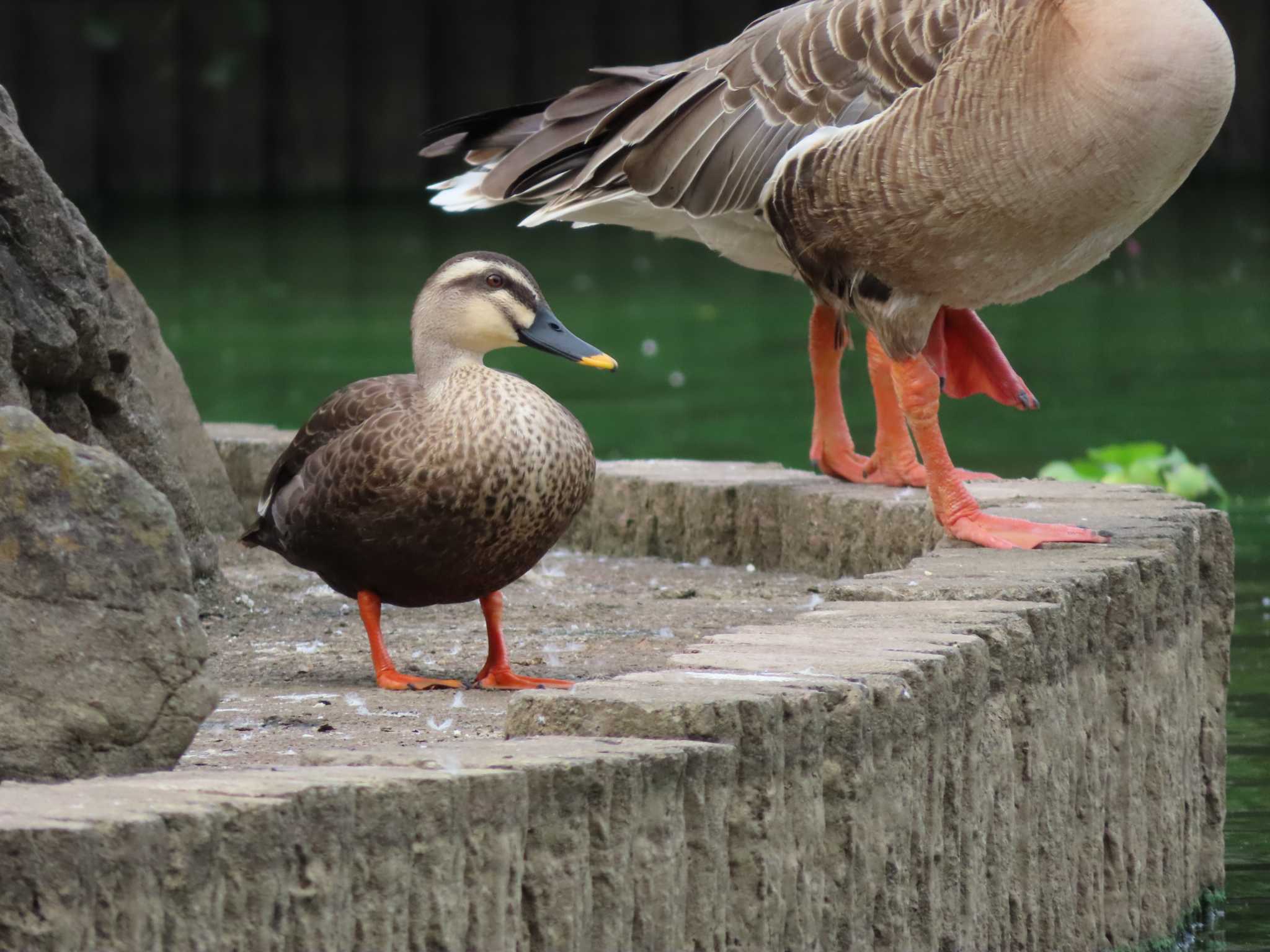 Eastern Spot-billed Duck