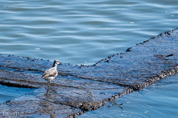 Sat, 8/31/2019 Birding report at 曽根干潟(曾根干潟)