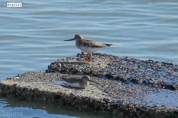 Grey-tailed Tattler 曽根干潟(曾根干潟) Sat, 8/31/2019