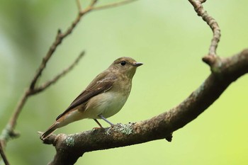 キビタキ 場所が不明 2019年8月31日(土)