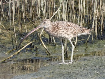 ホウロクシギ 大阪南港野鳥園 2019年8月25日(日)