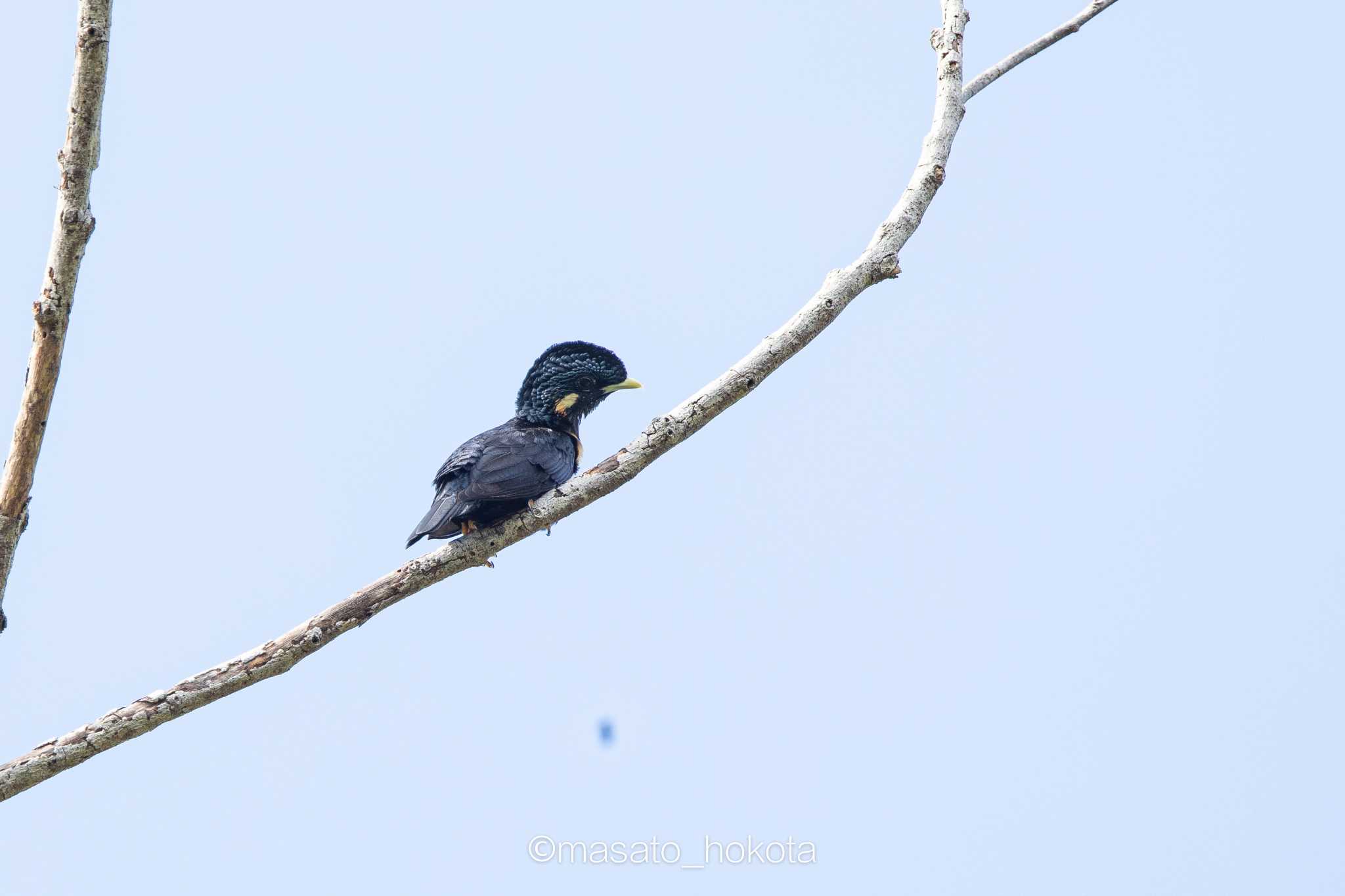 Sulawesi Myna