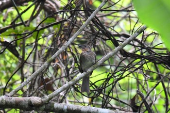 チャムネヒヨドリ Tarsier Conservation Area 2019年7月22日(月)