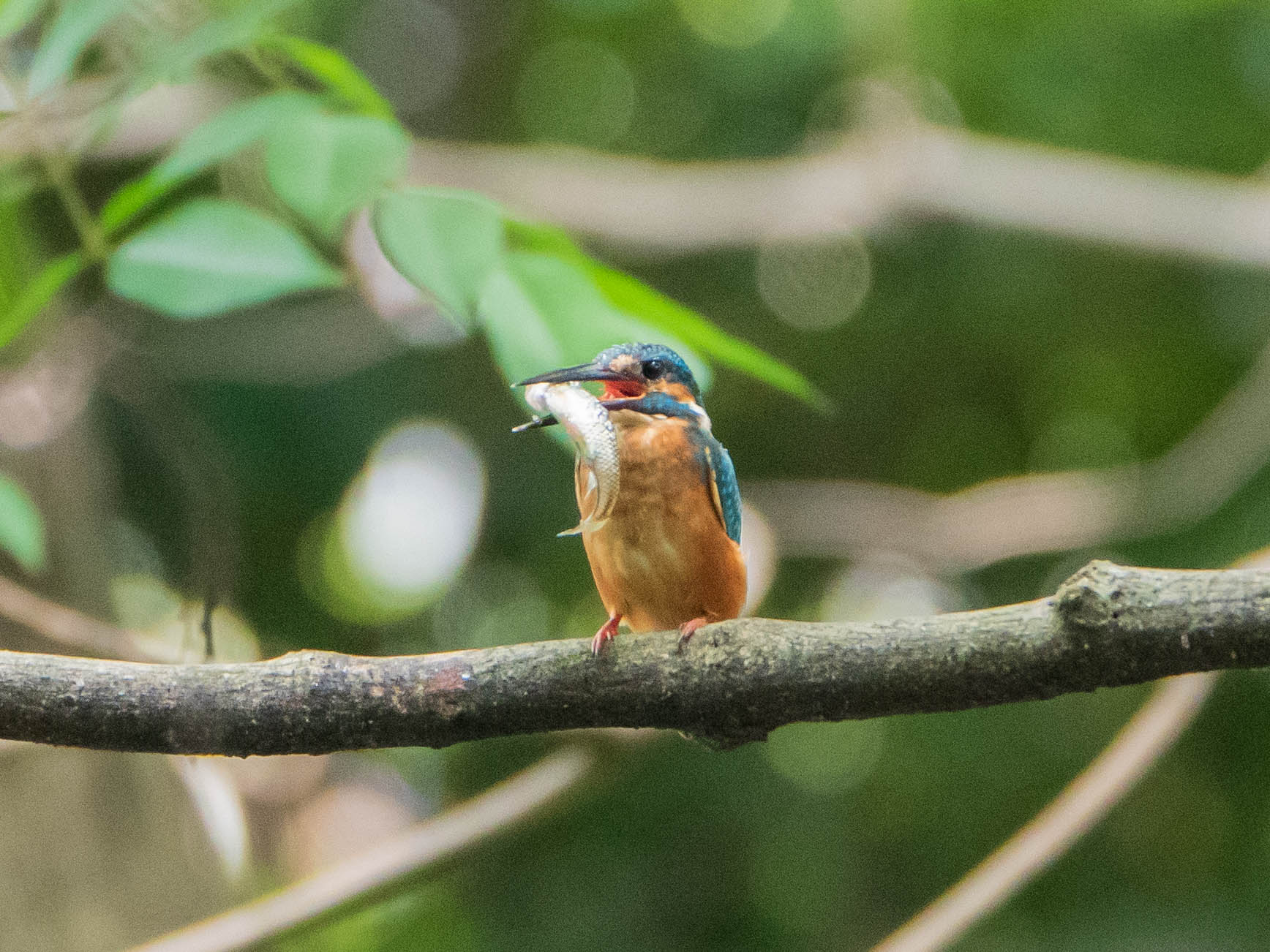 Photo of Common Kingfisher at 北区立名主の滝公園 by ryokawameister