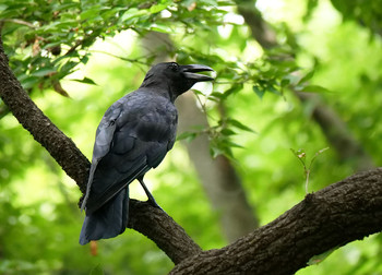 未同定 秋ヶ瀬公園 2019年9月1日(日)