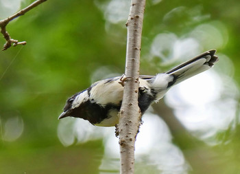 Japanese Tit Akigase Park Sun, 9/1/2019